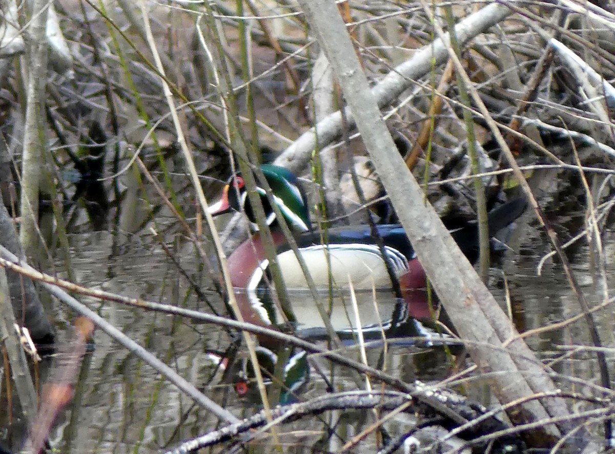 Wood Duck - ML617879576