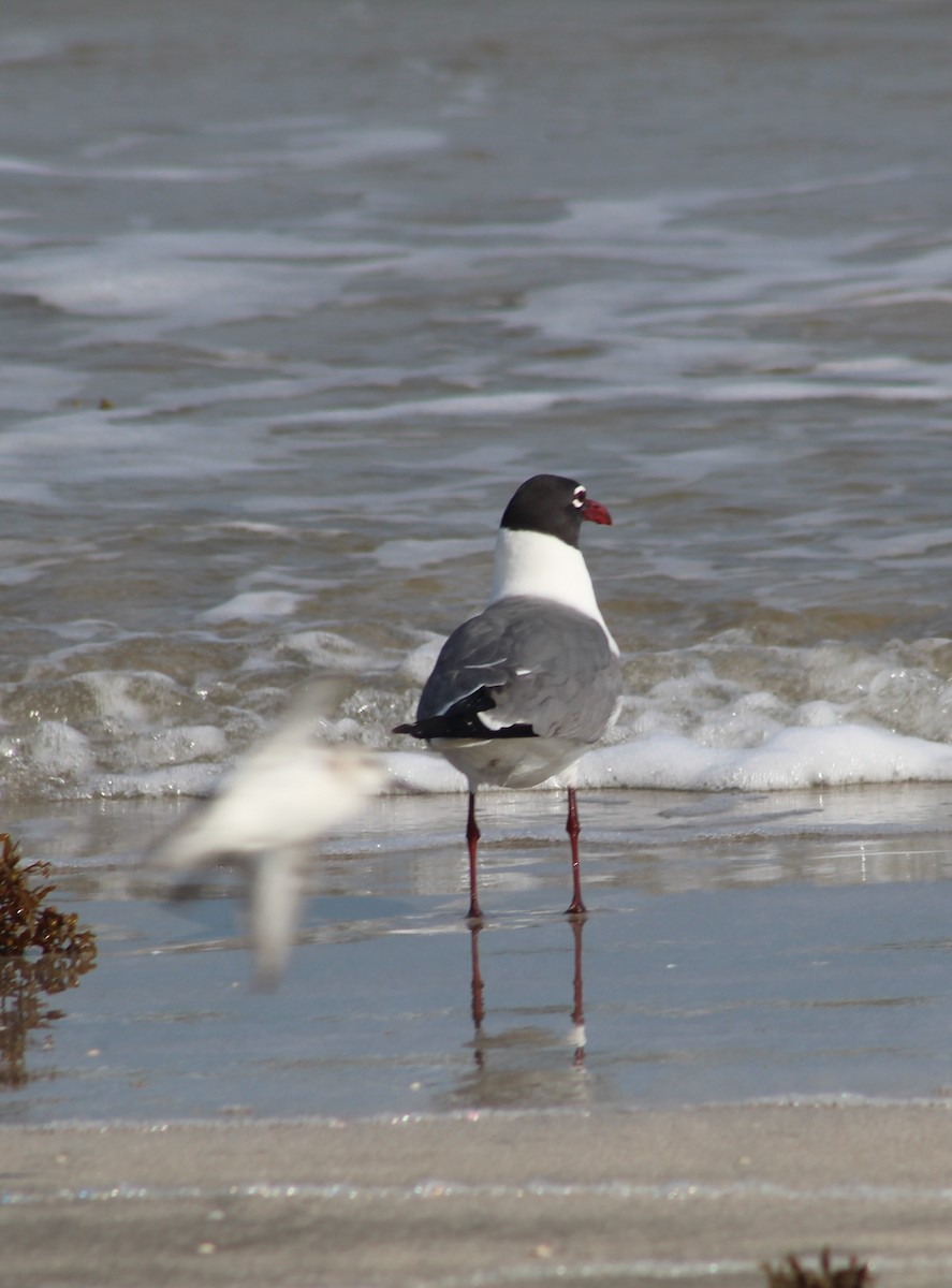 Laughing Gull - Anupa Doraiswami