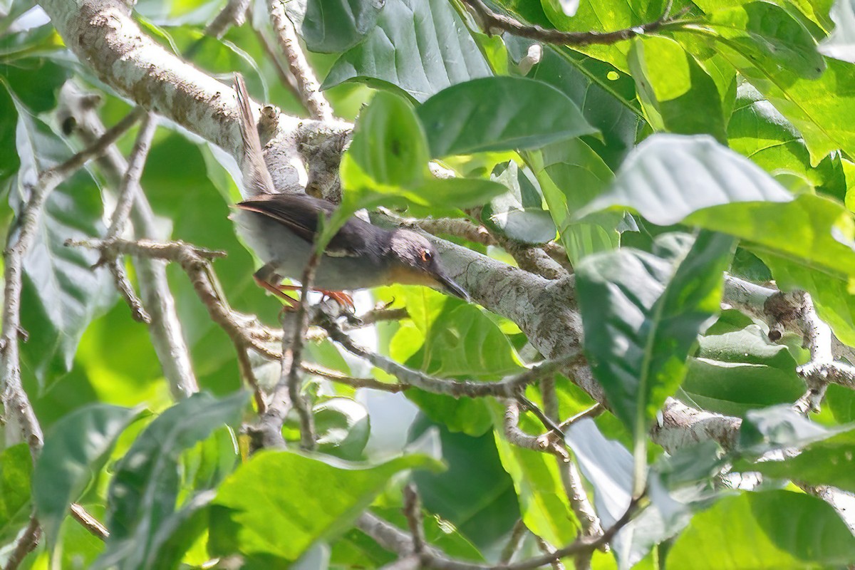 Sharpe's Apalis - Jeanne Verhulst