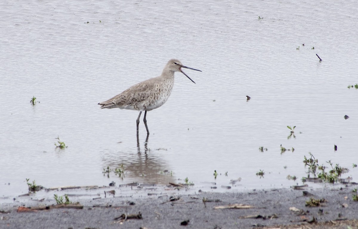 Willet - ML617879622