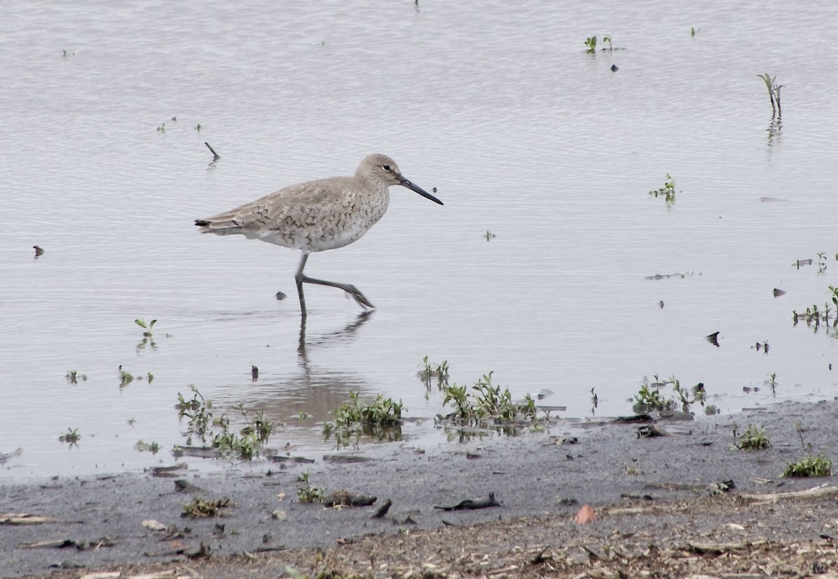 Willet - ML617879623