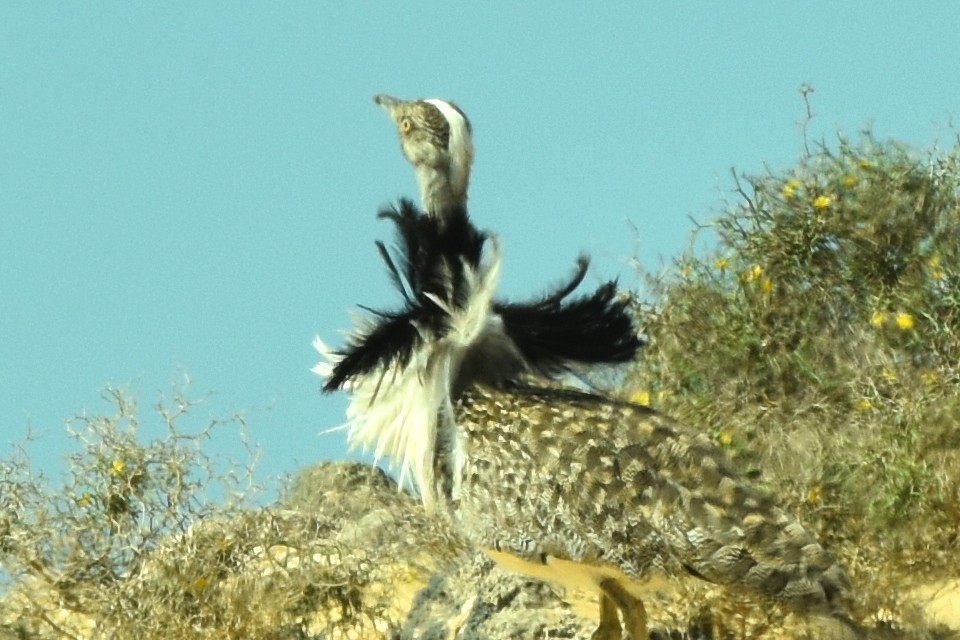 Houbara Bustard - Blair Whyte