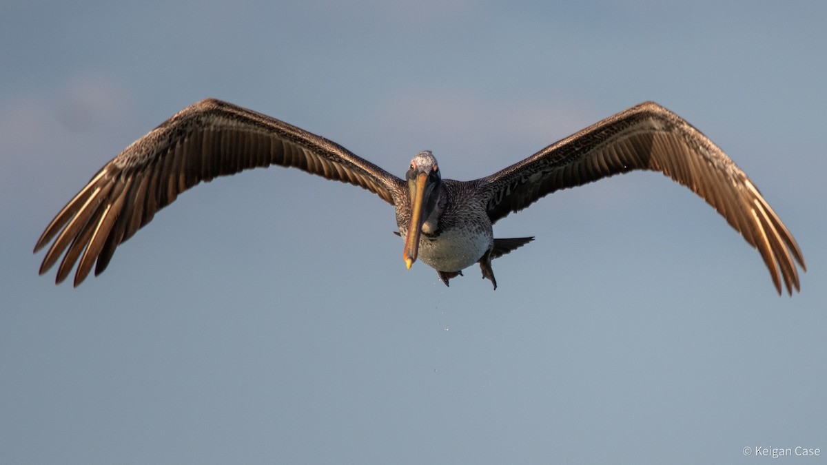 Brown Pelican - ML617879680