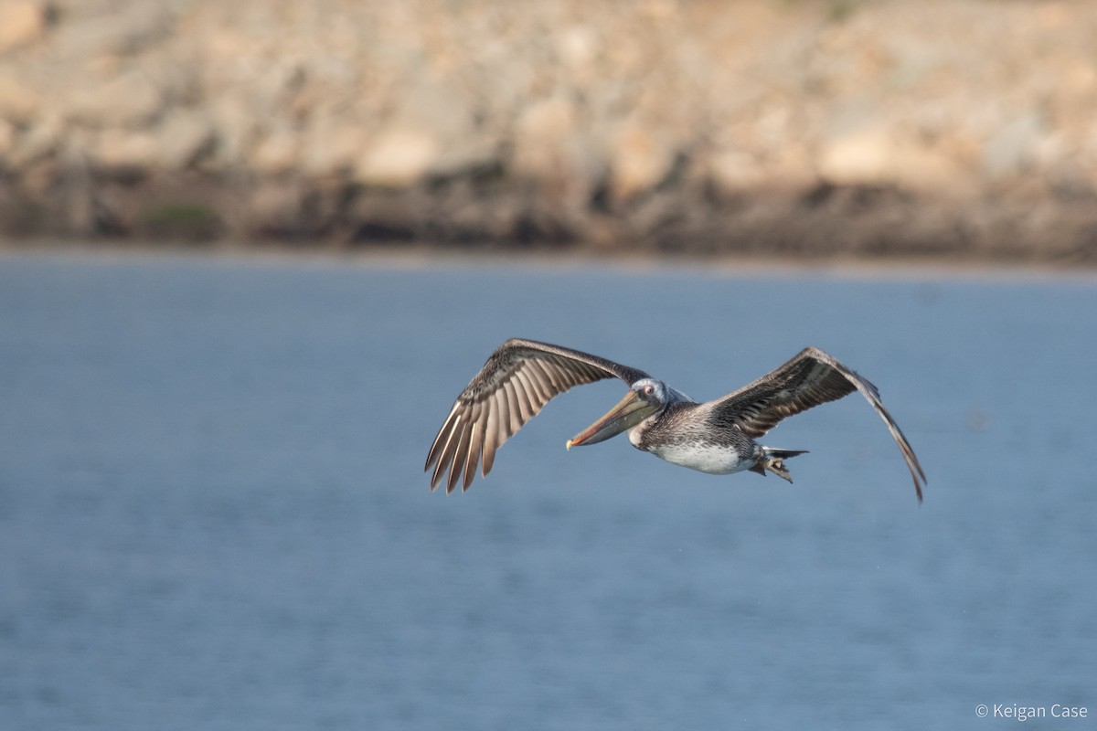 Brown Pelican - ML617879681