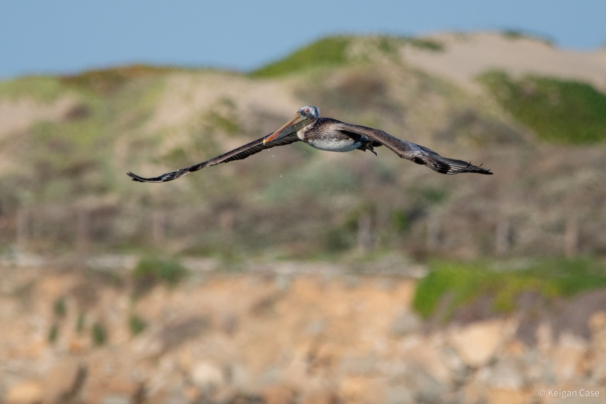 Brown Pelican - ML617879682