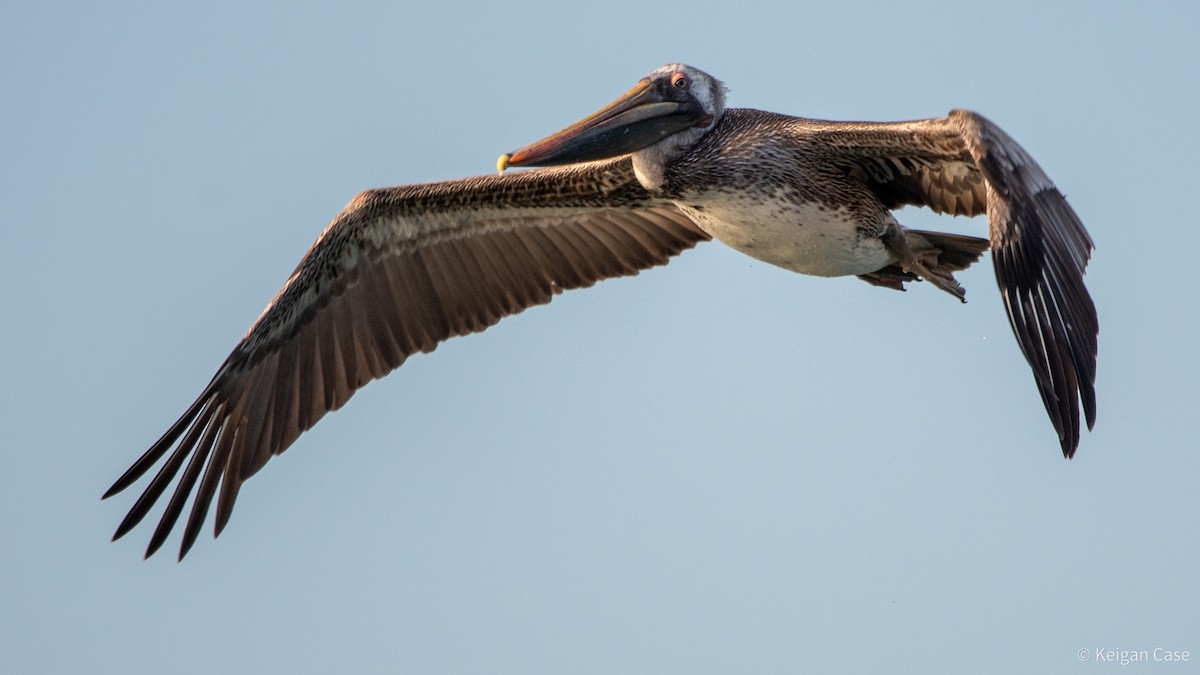 Brown Pelican - ML617879683