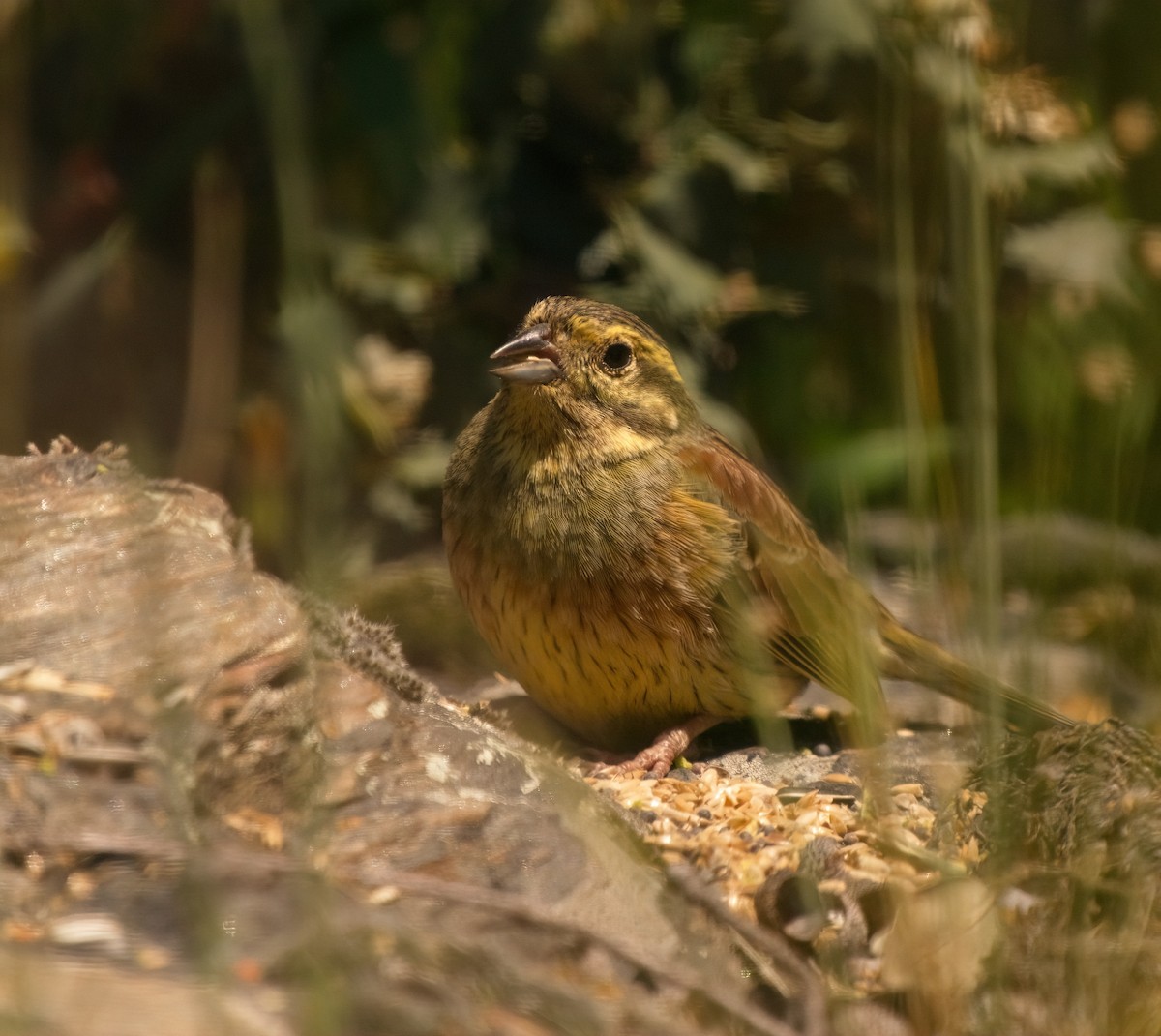 Cirl Bunting - Catherine Miller