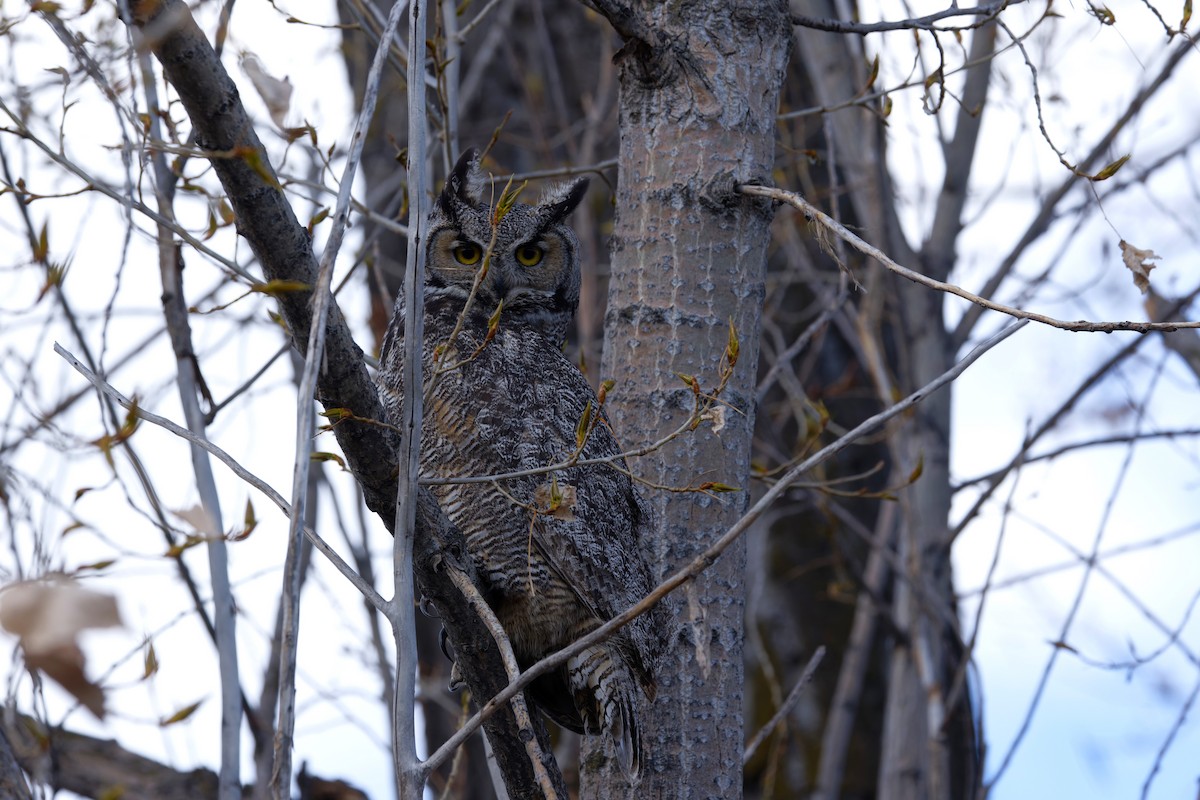 Great Horned Owl - ML617879692