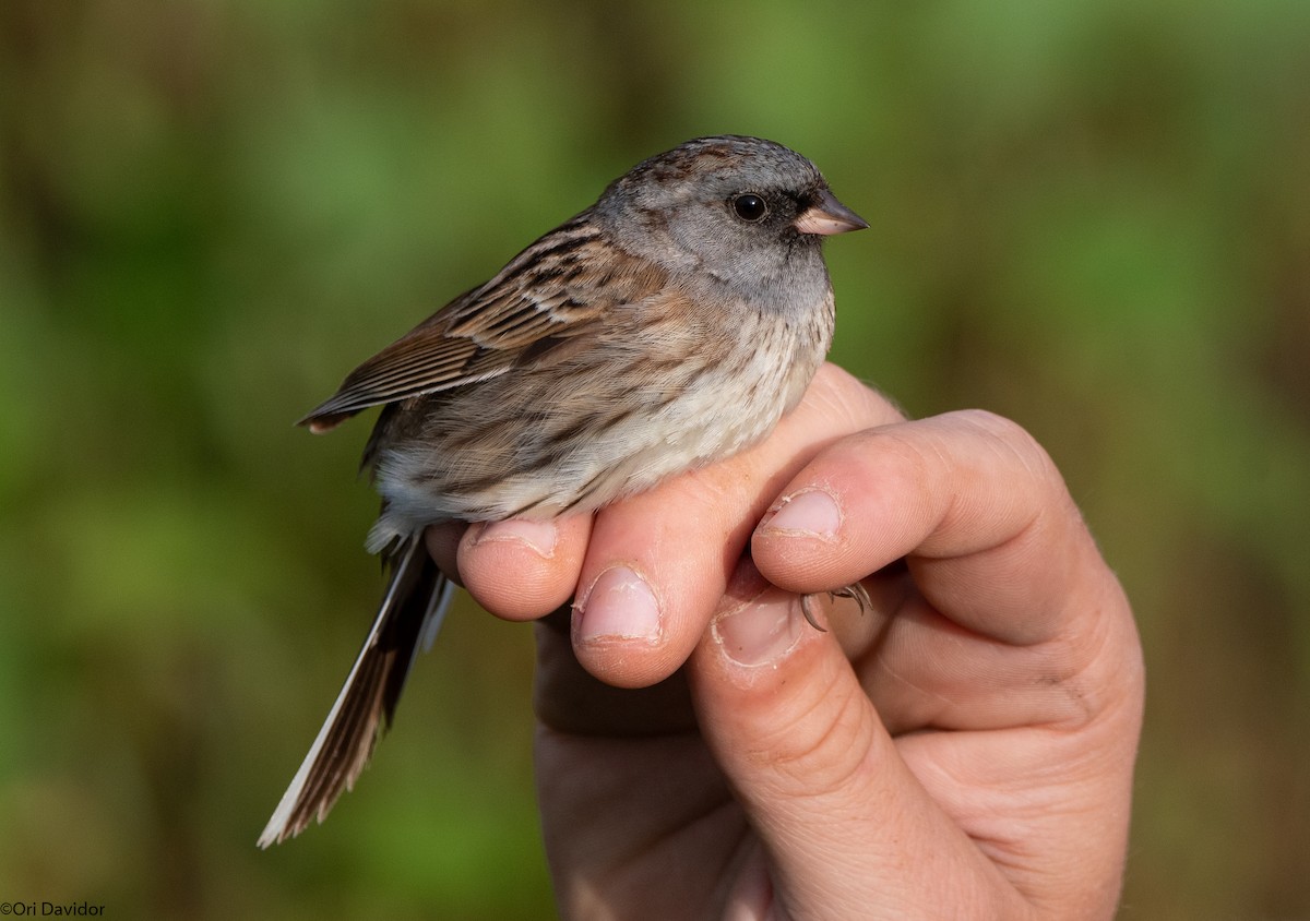 Black-faced Bunting - ML617879697