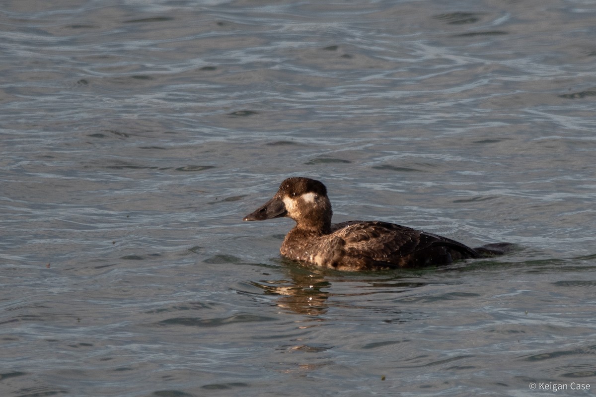 Surf Scoter - ML617879706