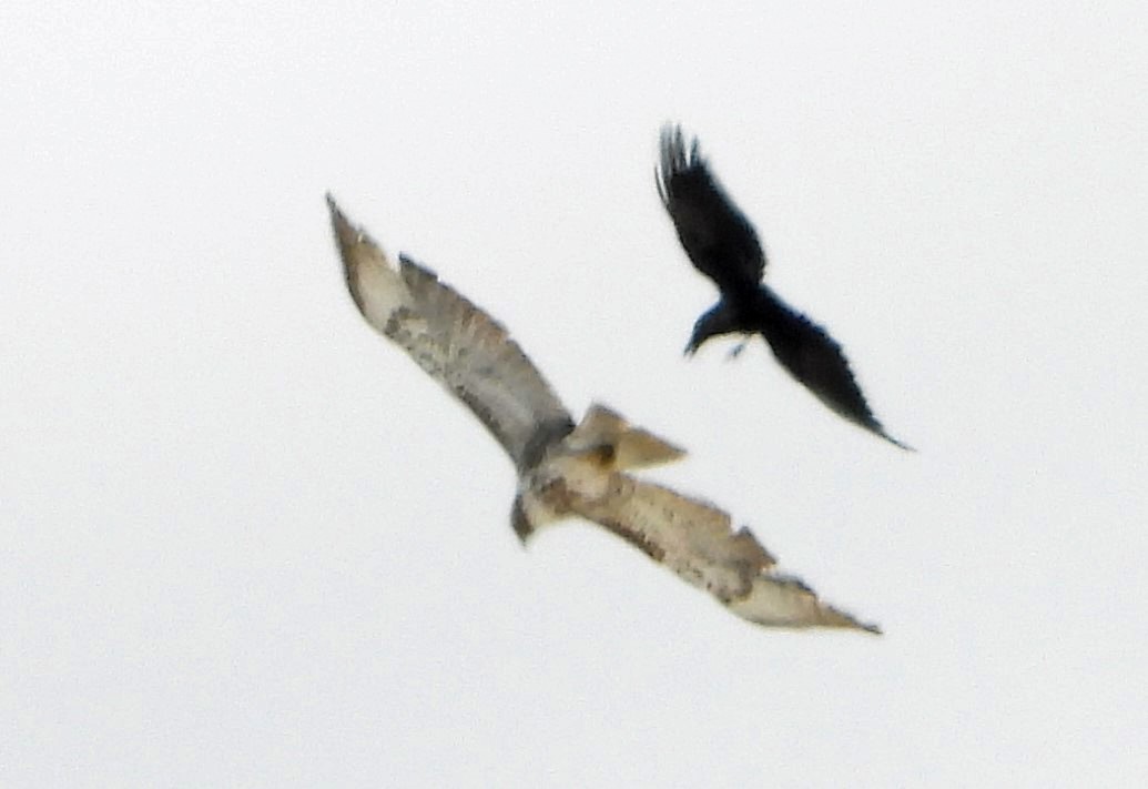 ML617879747 - Red-tailed Hawk - Macaulay Library