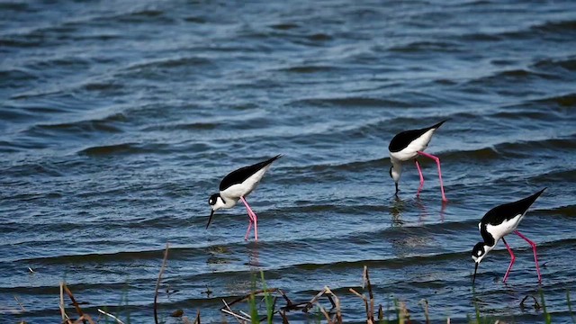 Black-necked Stilt (Black-necked) - ML617879758