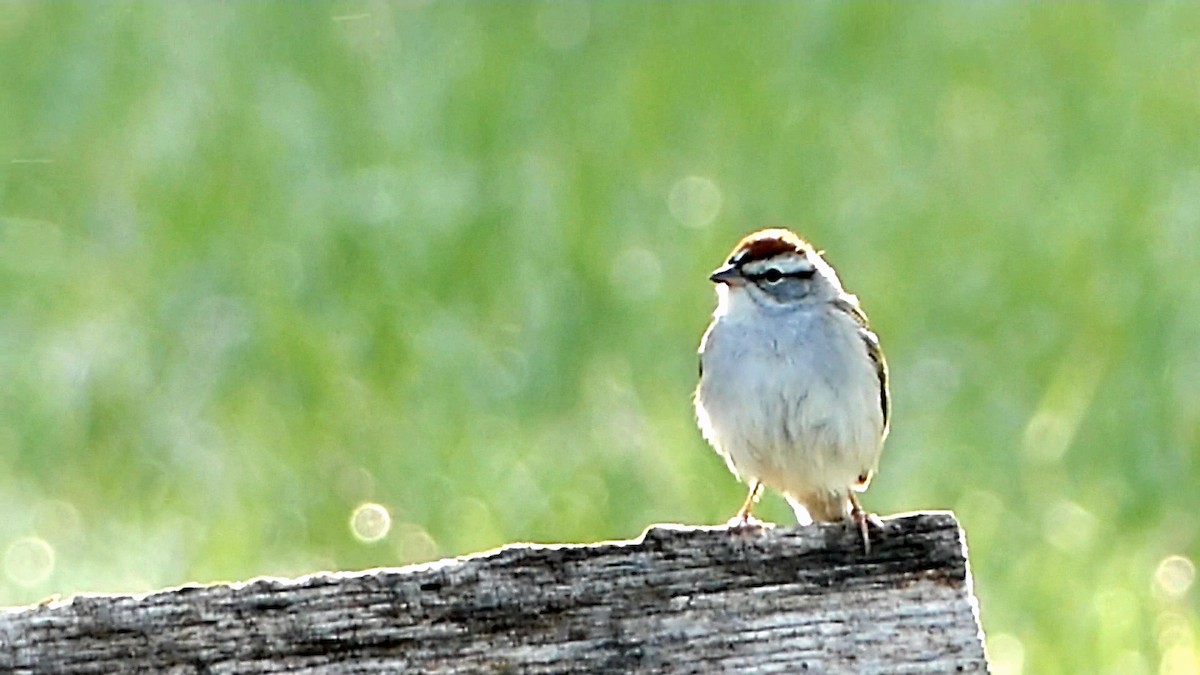 Chipping Sparrow - ML617879760