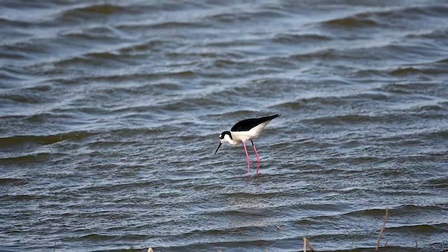 Black-necked Stilt (Black-necked) - ML617879761