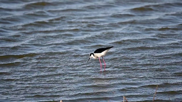 Black-necked Stilt (Black-necked) - ML617879761