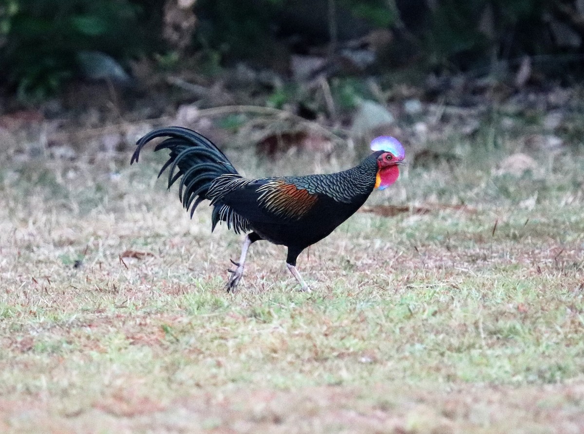 Green Junglefowl - Sunil Zaveri