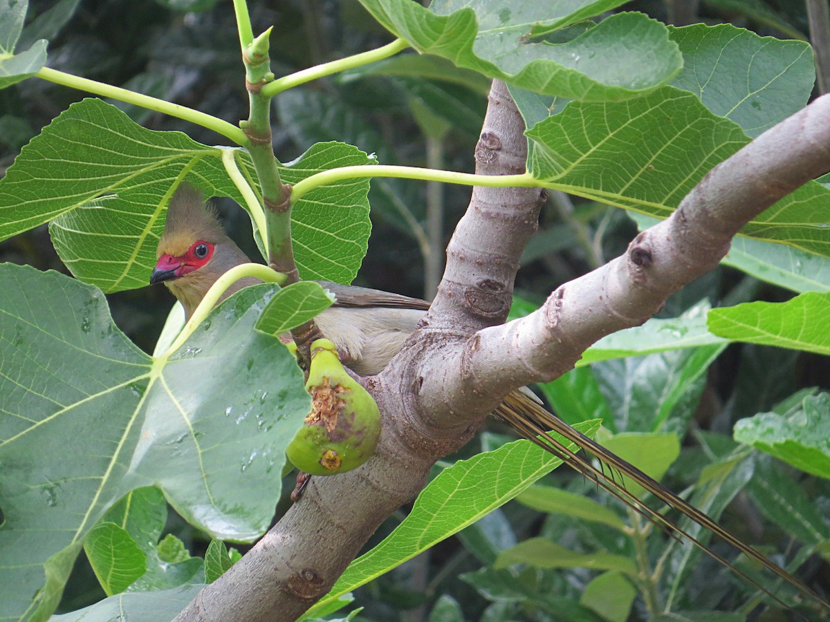 Red-faced Mousebird - Andrew Cauldwell