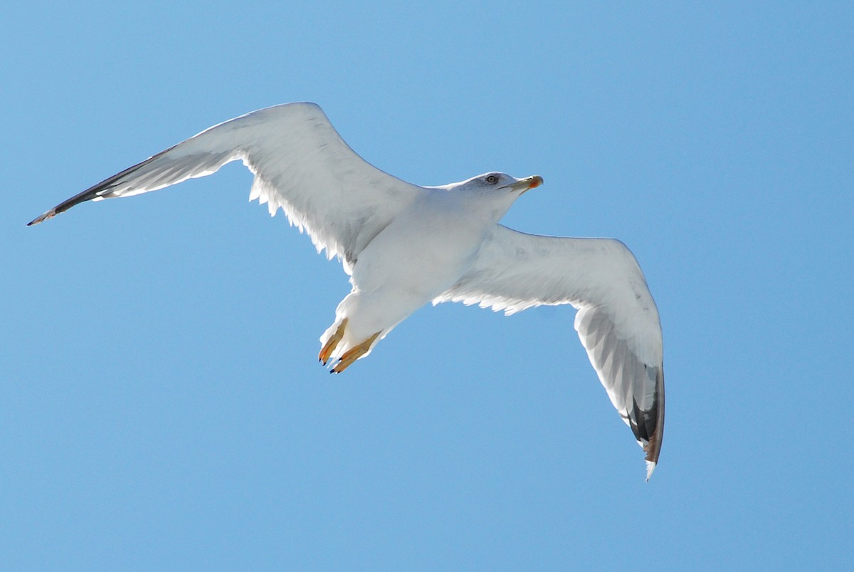 Yellow-legged Gull - ML617879820