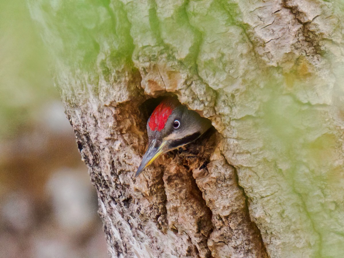 Levaillant's Woodpecker - ML617879828