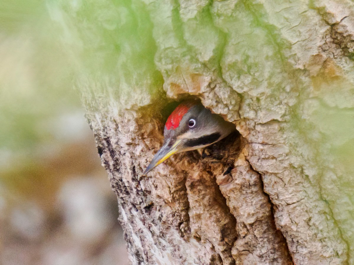 Levaillant's Woodpecker - Manuel Fernandez-Bermejo