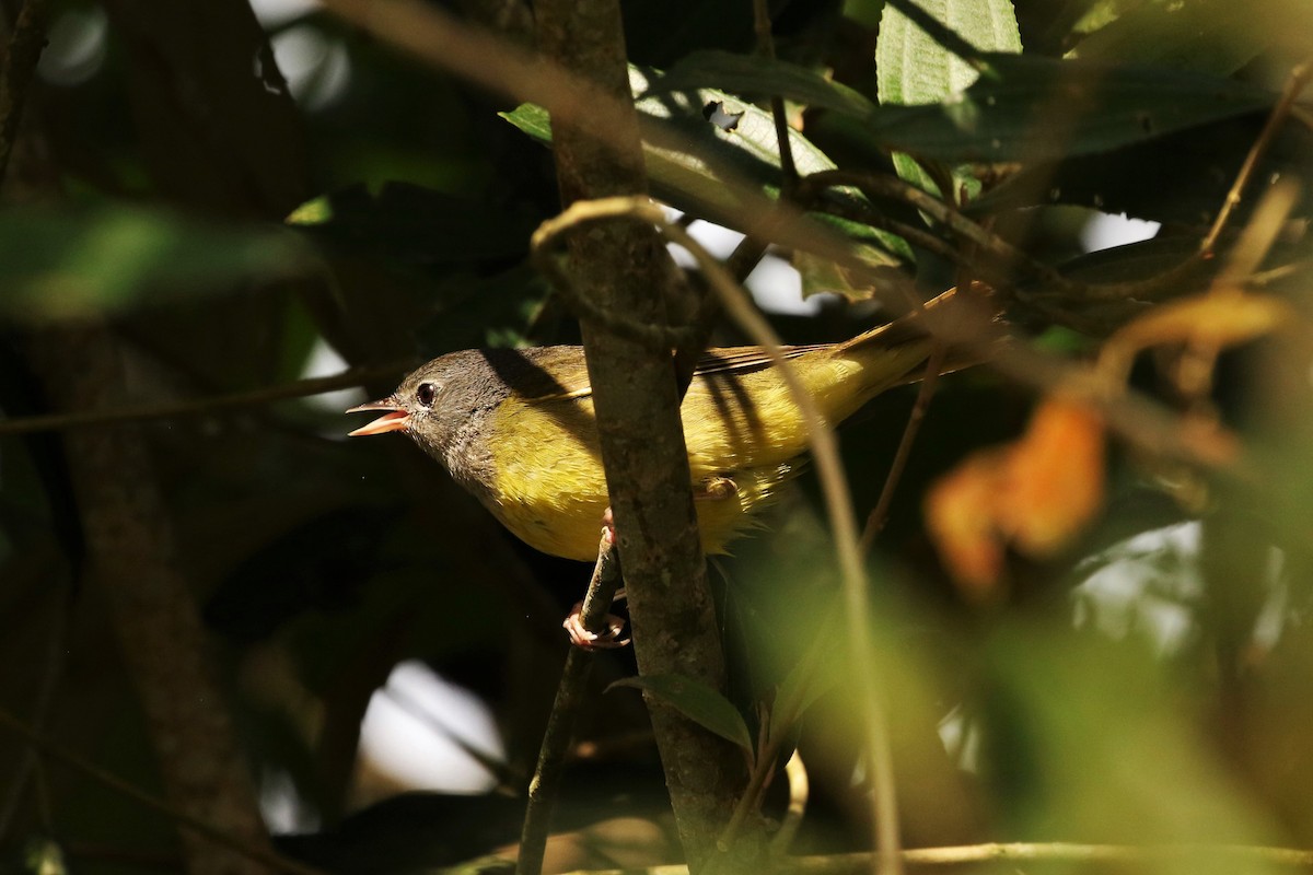 Mourning Warbler - ML617879869