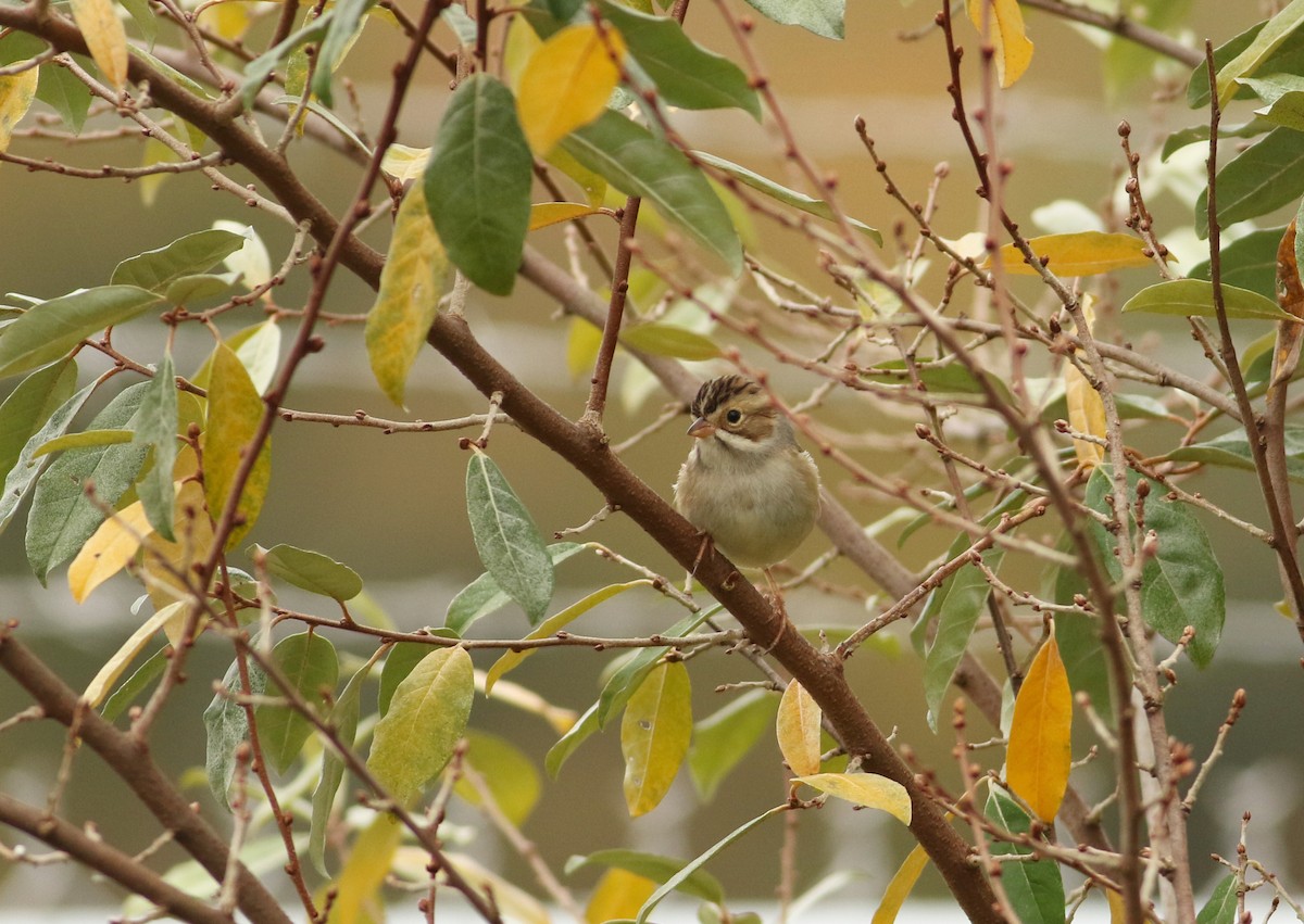 Clay-colored Sparrow - ML617879949