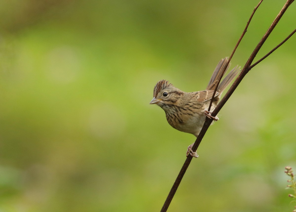 Lincoln's Sparrow - ML617879973