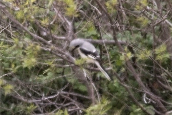 Great Gray Shrike - ML617879979