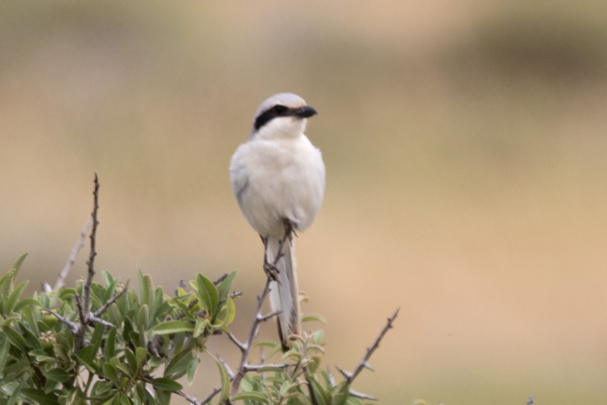 Great Gray Shrike - ML617879981