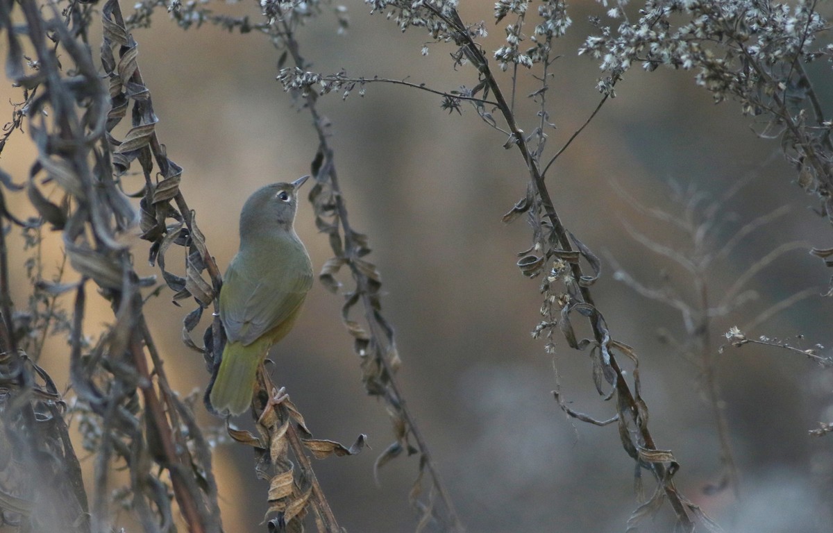 MacGillivray's Warbler - ML617880029