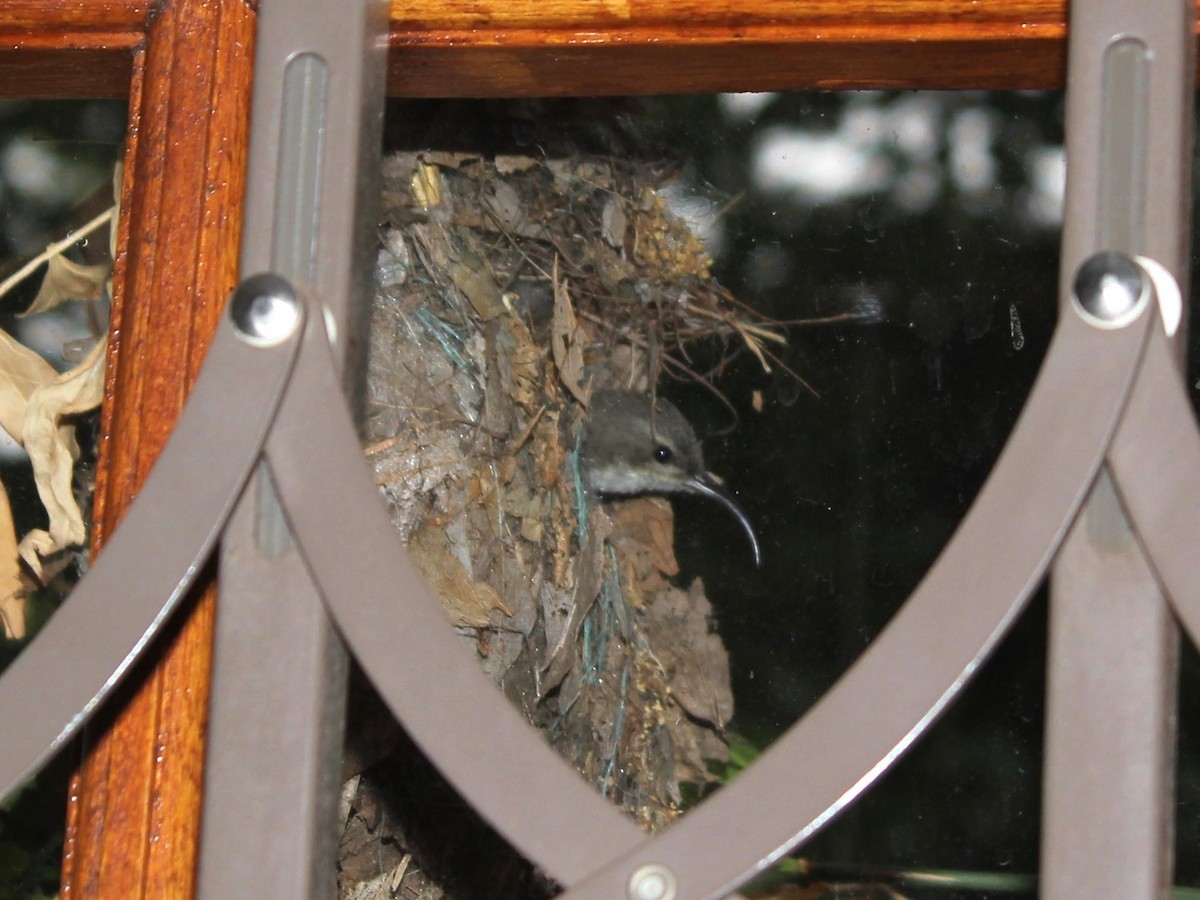 White-breasted Sunbird - ML617880072