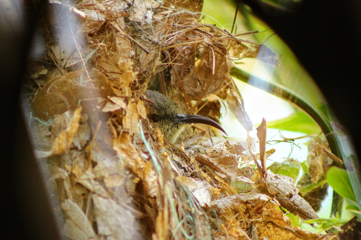 White-breasted Sunbird - ML617880073