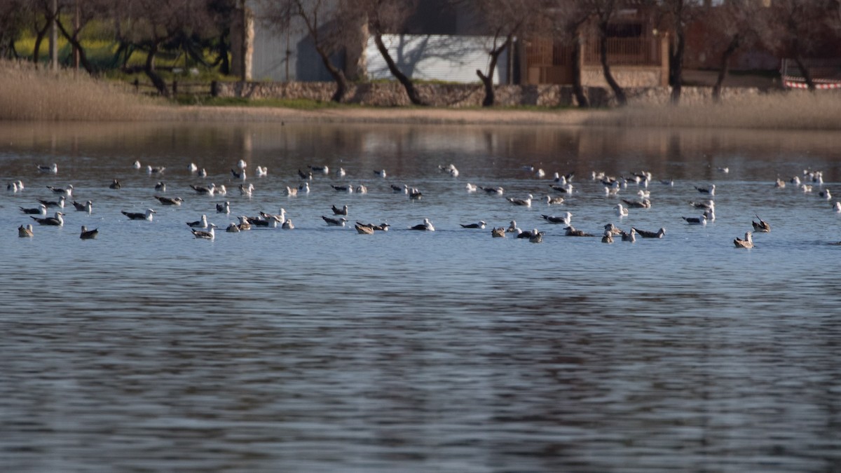 Lesser Black-backed Gull - ML617880089