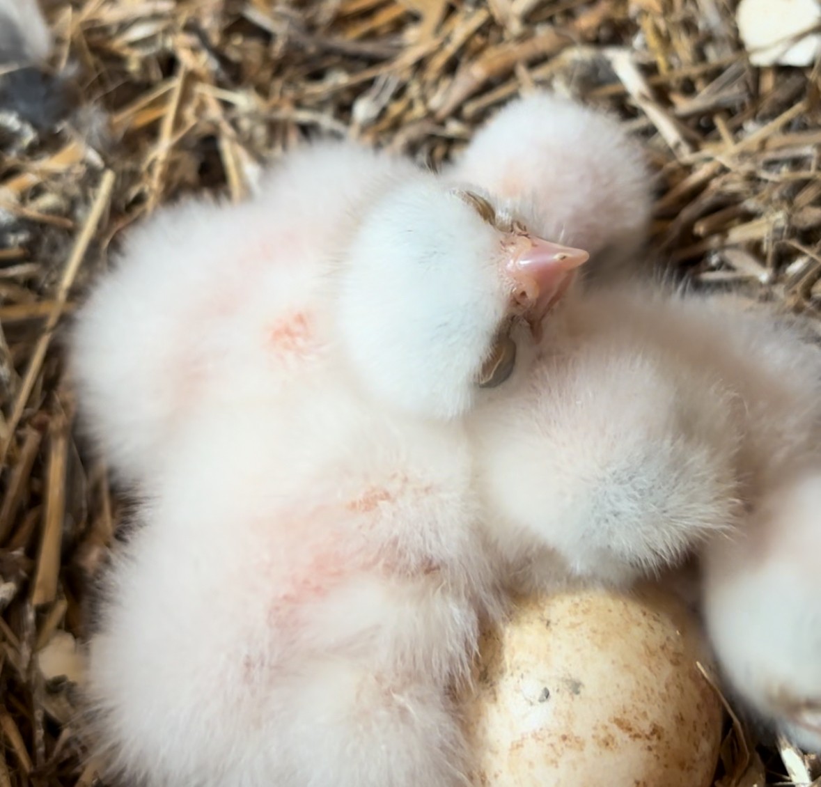 American Kestrel - ML617880107