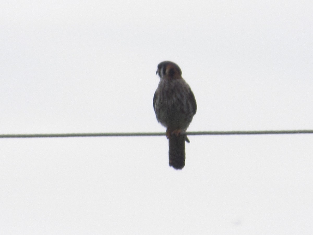American Kestrel - ML617880111