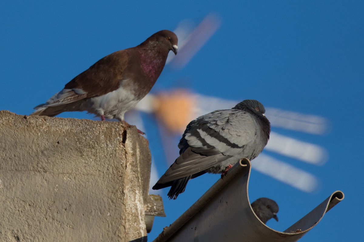 Rock Pigeon (Feral Pigeon) - ML617880126