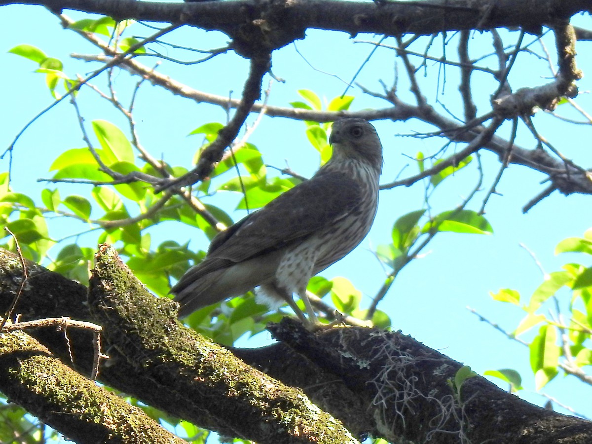 Cooper's Hawk - ML617880157