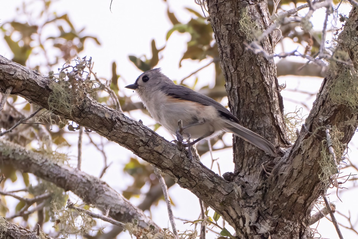 Tufted Titmouse - Tom Litteral