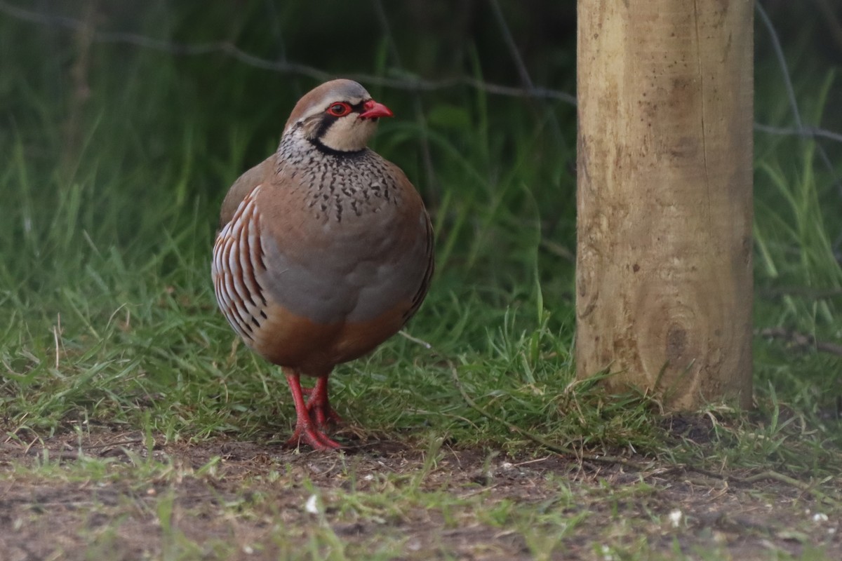 Red-legged Partridge - ML617880165