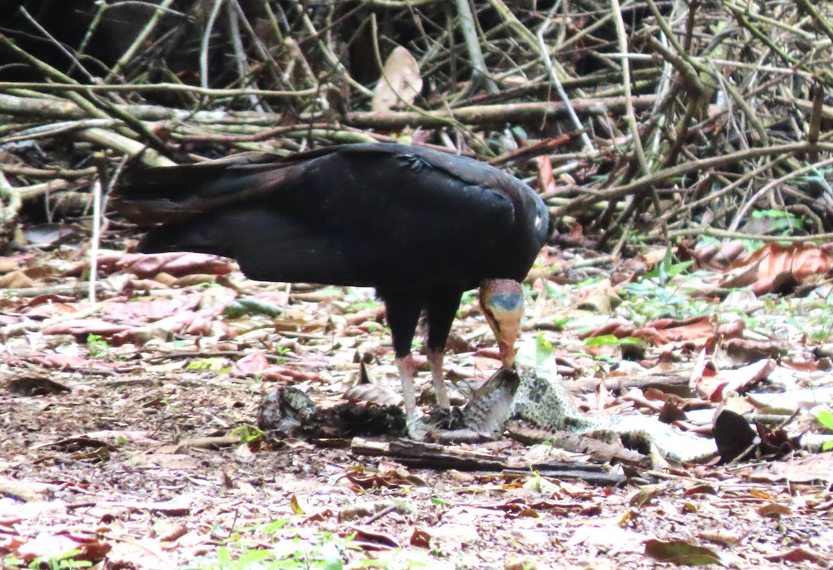 Greater Yellow-headed Vulture - ML617880172