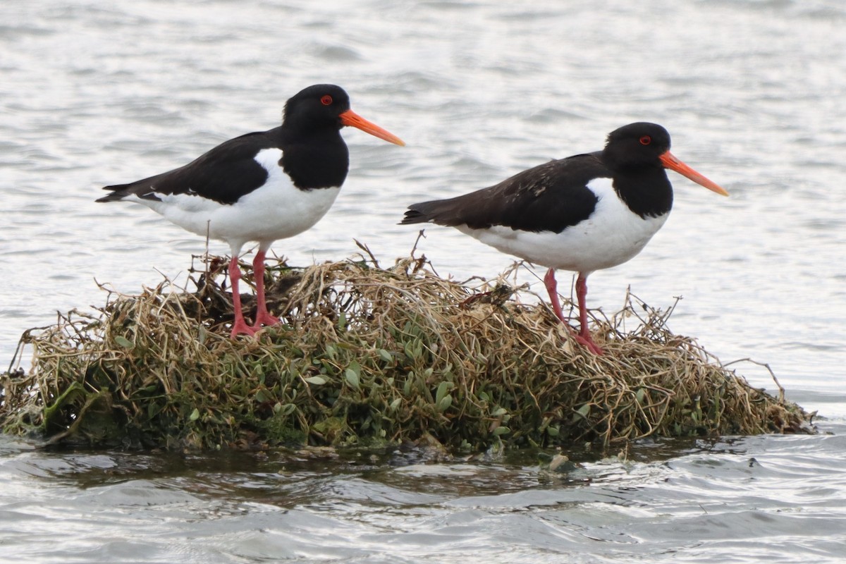 Eurasian Oystercatcher - ML617880181