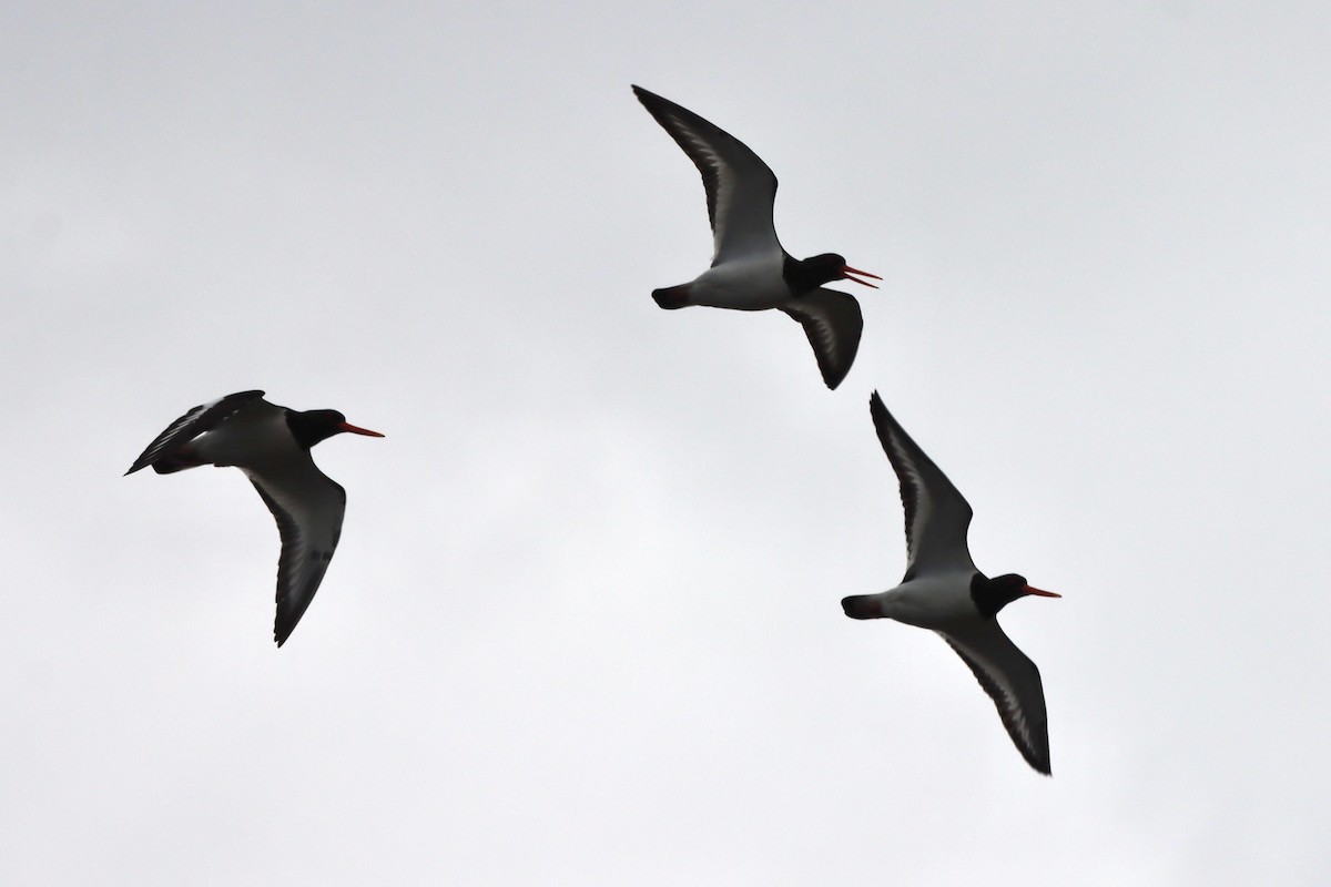 Eurasian Oystercatcher - ML617880182