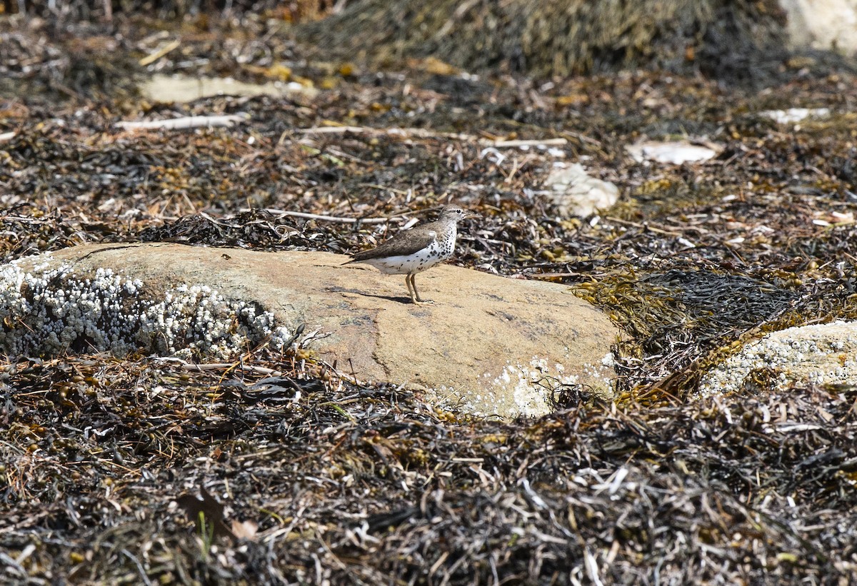 Spotted Sandpiper - ML617880183