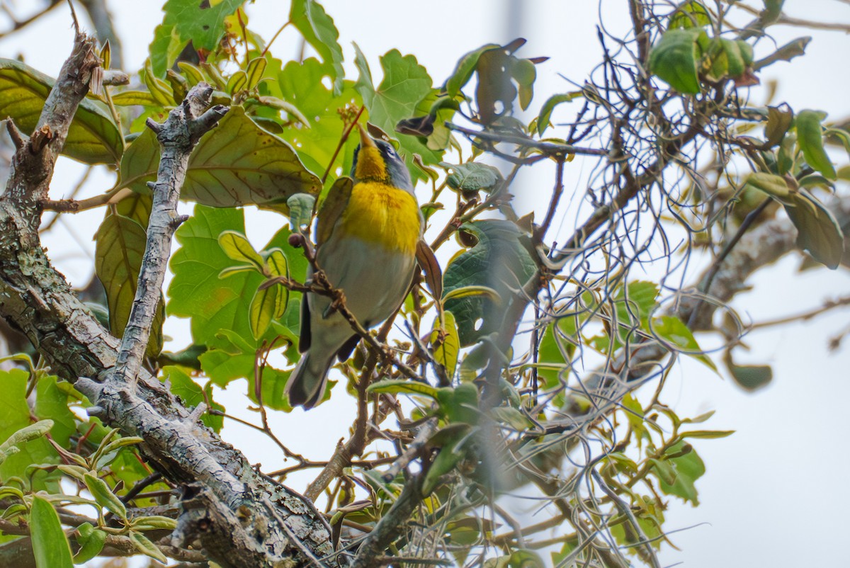 Northern Parula - Tom Litteral