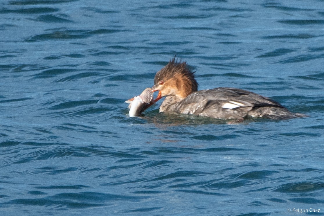 Red-breasted Merganser - ML617880187