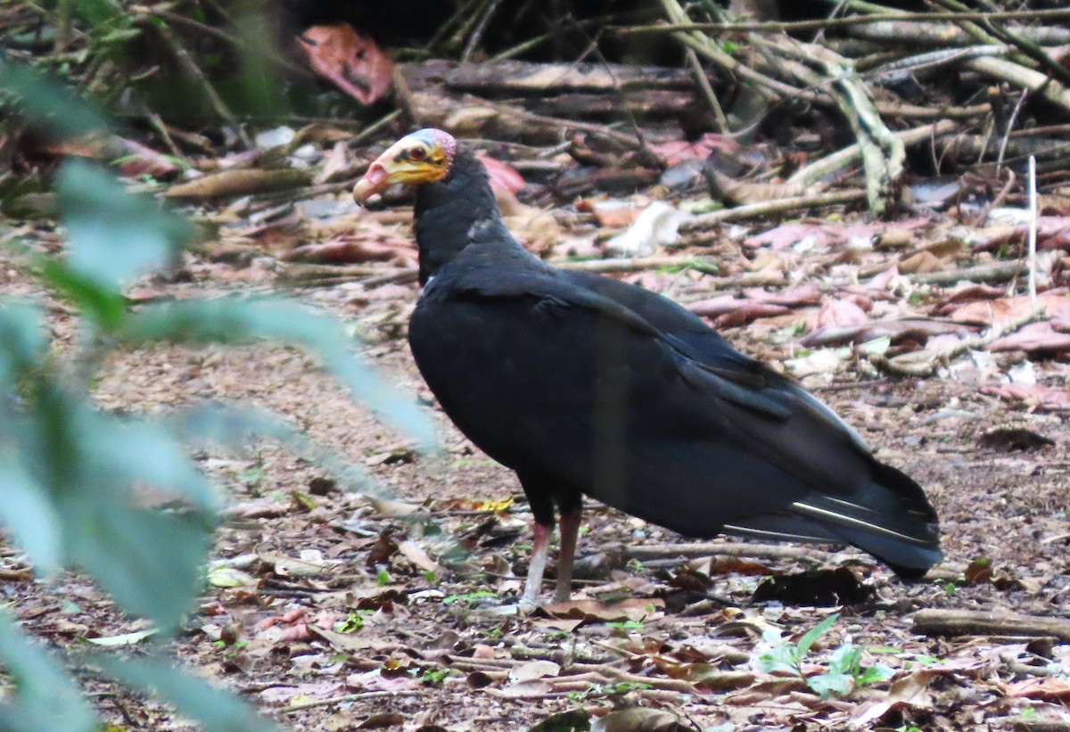 Greater Yellow-headed Vulture - ML617880193