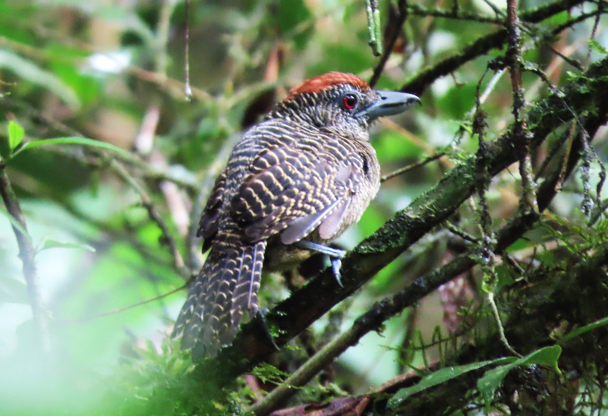 Fasciated Antshrike - ML617880212