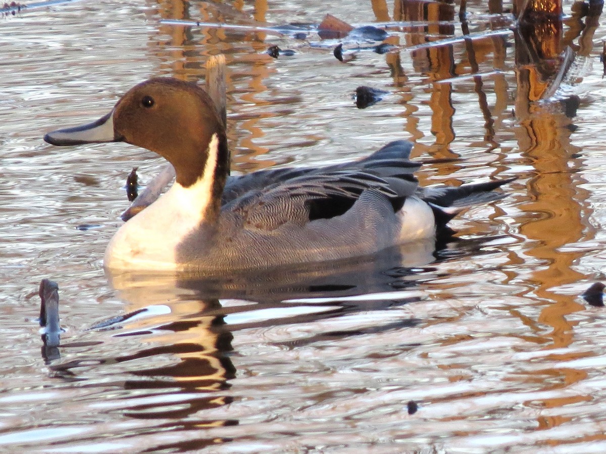 Northern Pintail - ML617880213