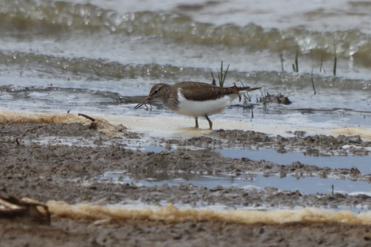 Common Sandpiper - ML617880220