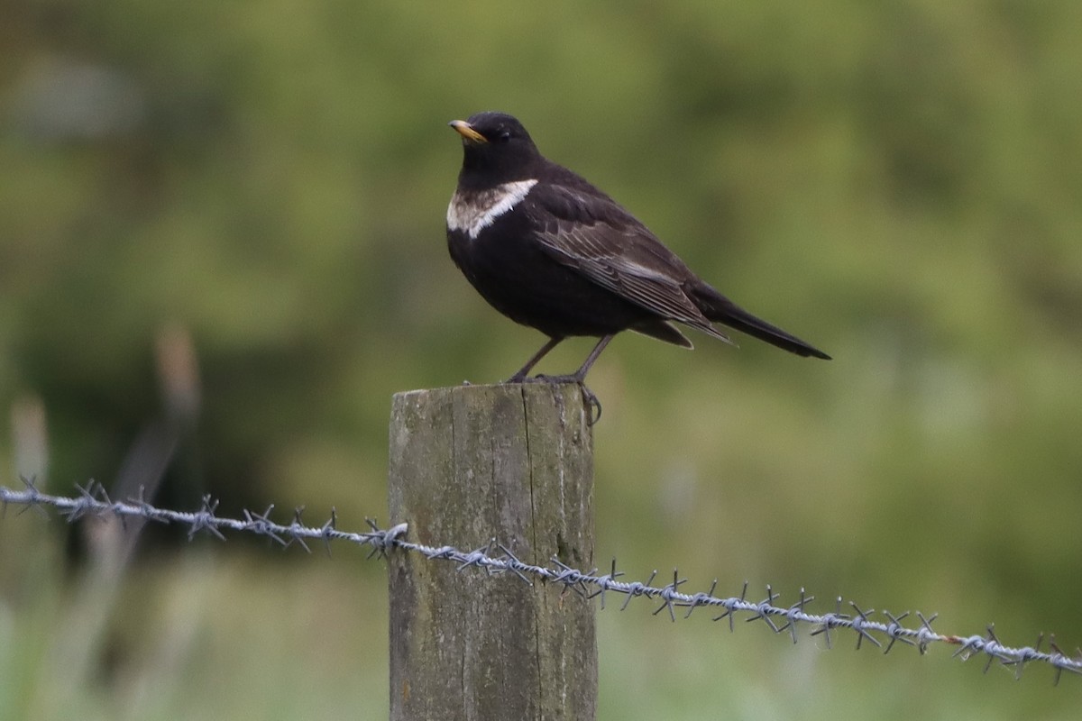 Ring Ouzel - ML617880253